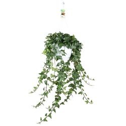 Efeu Ampel Herz T24 H50