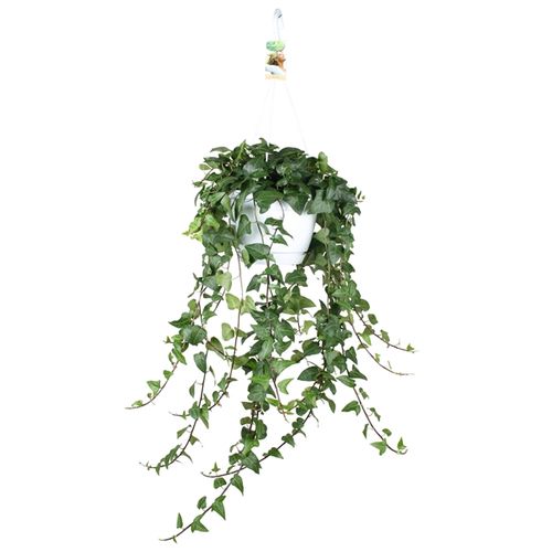 Efeu Ampel Herz T24 H50