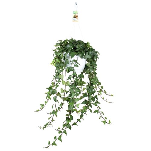 Efeu Ampel Herz T24 H50