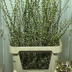 Prunus weiss verzweigt 120cm