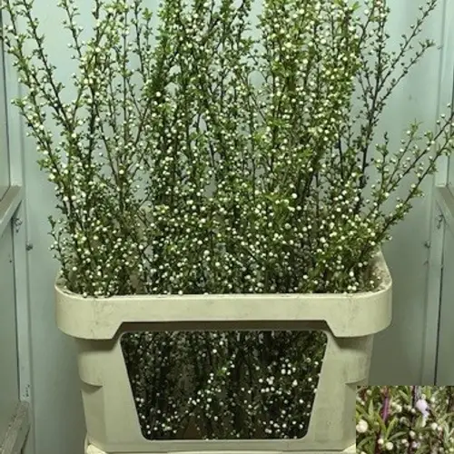 Prunus weiss verzweigt 120cm