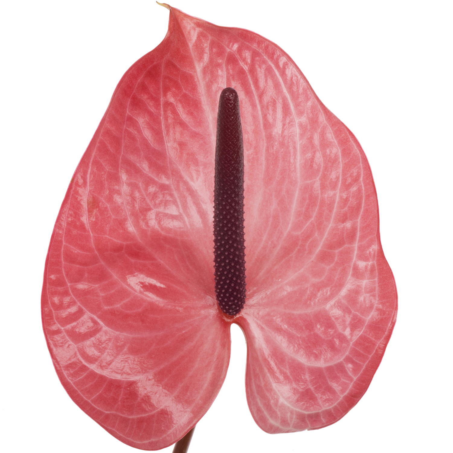 Anthurium rosa Candy  Blüte 13cm
