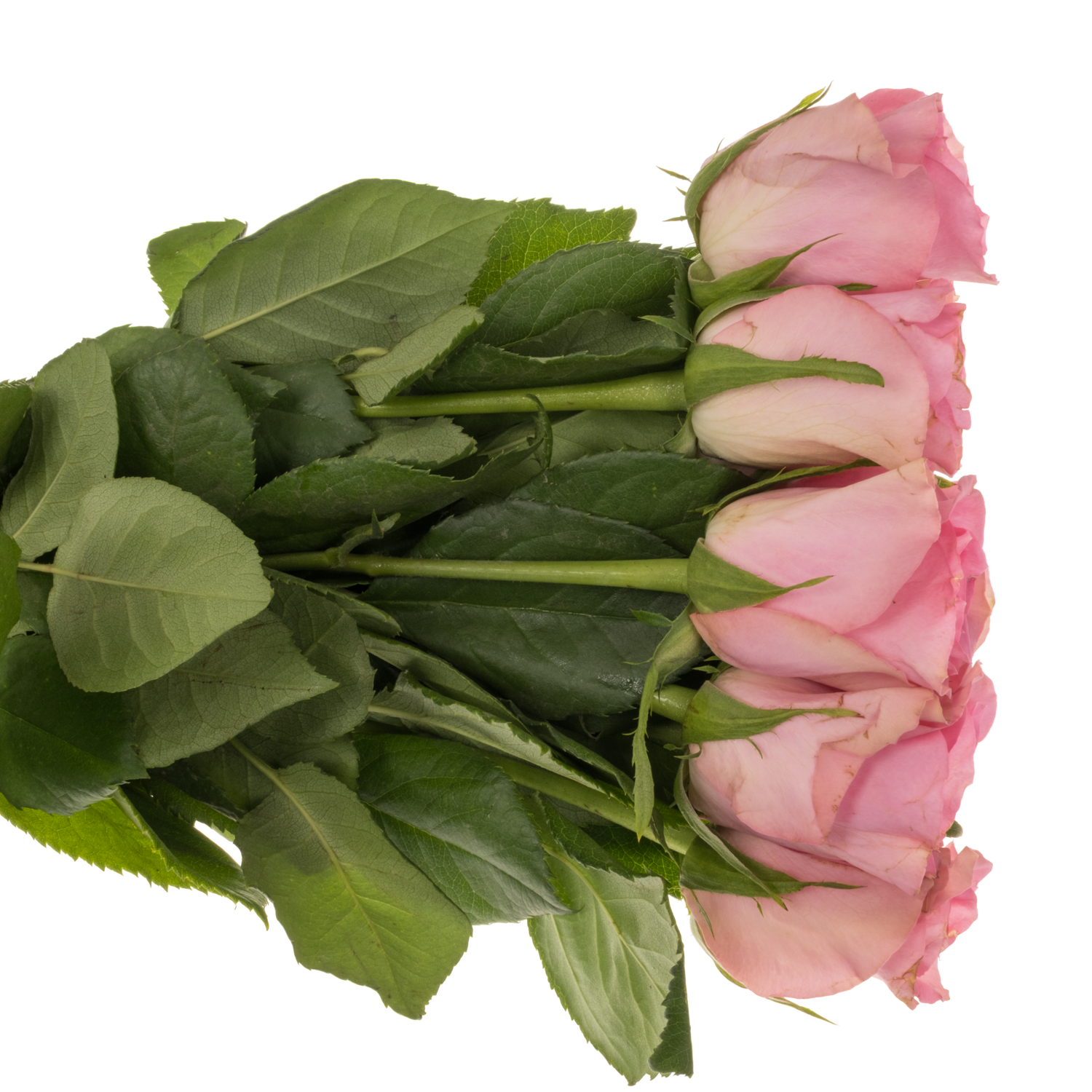 Rose dunkel rosa Smoothie 40cm