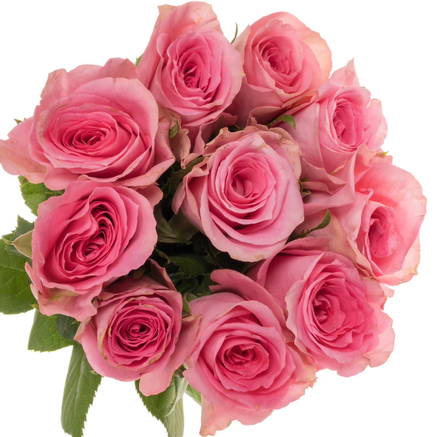 Rose dunkel rosa Smoothie 40cm
