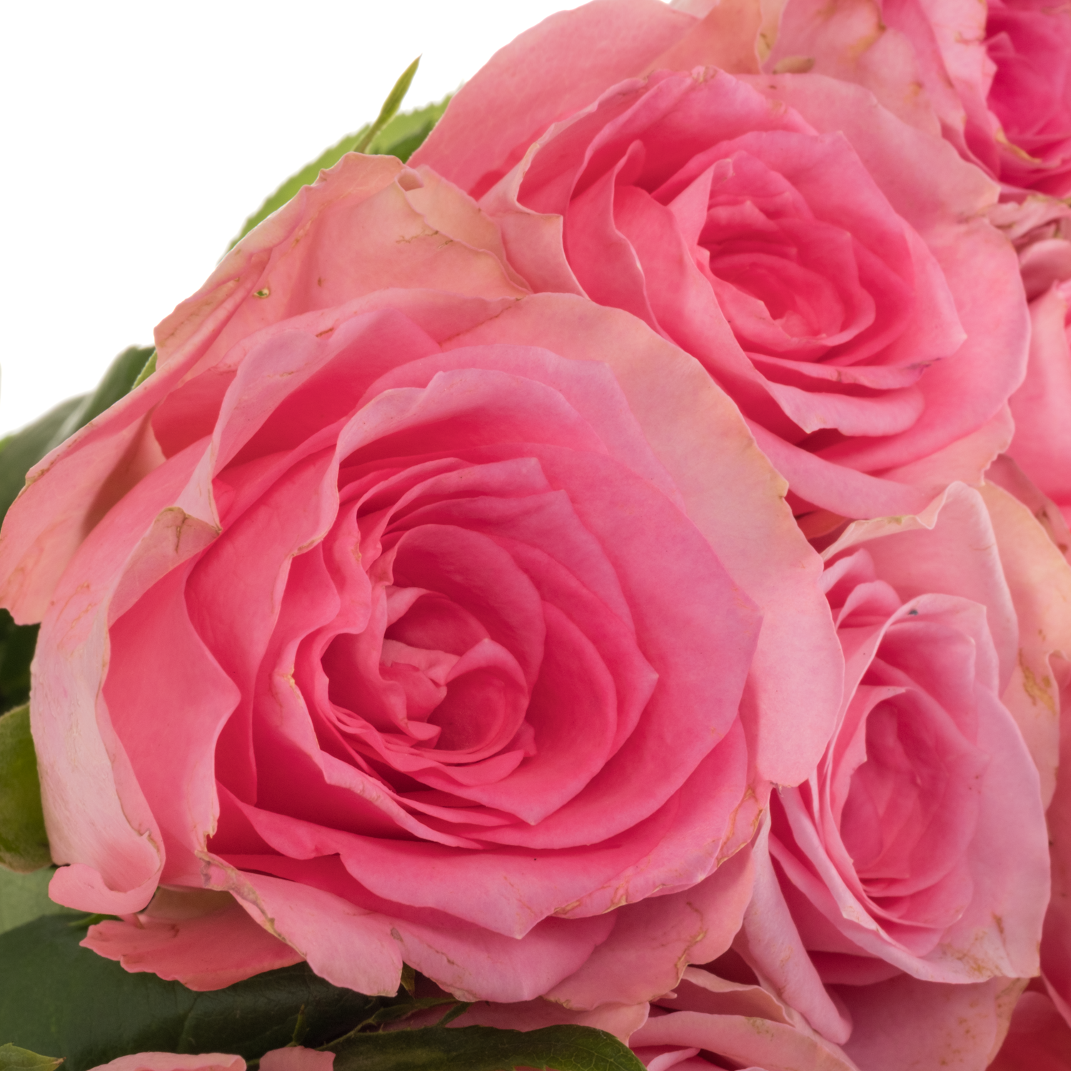 Rose dunkel rosa Smoothie 40cm