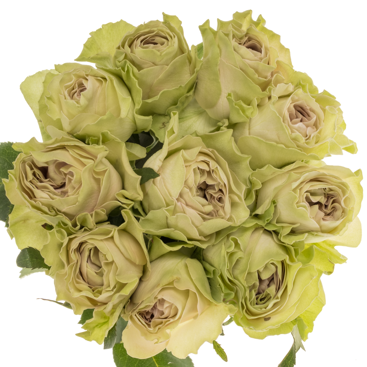 Rose hell grün/milka Magique 40cm