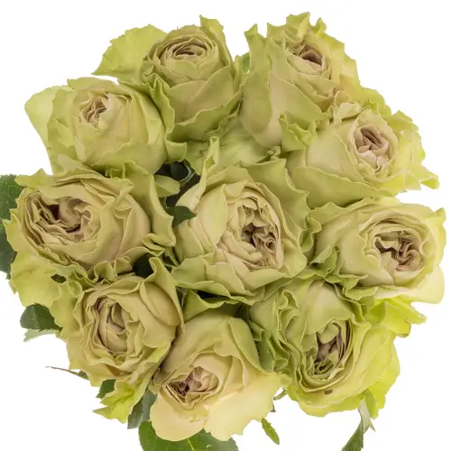 Rose hell grün/milka Magique 40cm