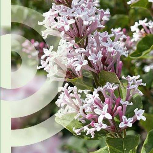 Syringa Flowerfesta White T19 H050