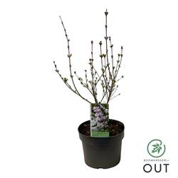 Syringa Flowerfesta White T19 H050