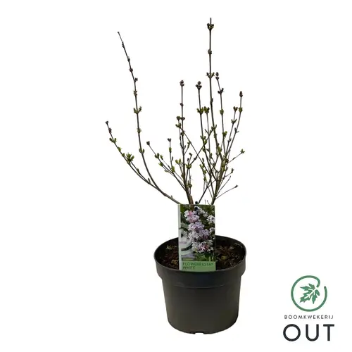 Syringa Flowerfesta White T19 H050