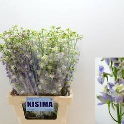 Delphinium lila/blau Trick 70cm