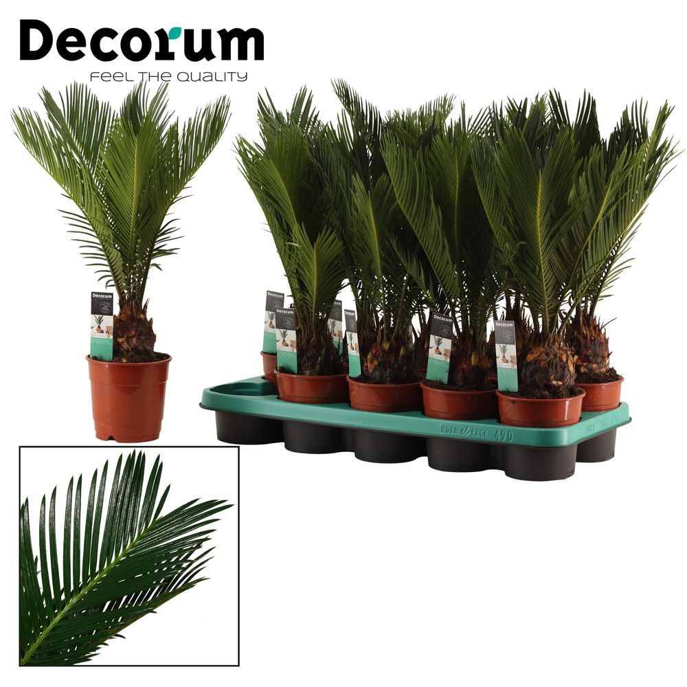 Cycas Revoluta T12 H45