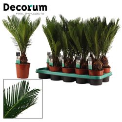Cycas Revoluta T12 H45