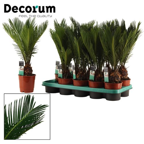 Cycas Revoluta T12 H45
