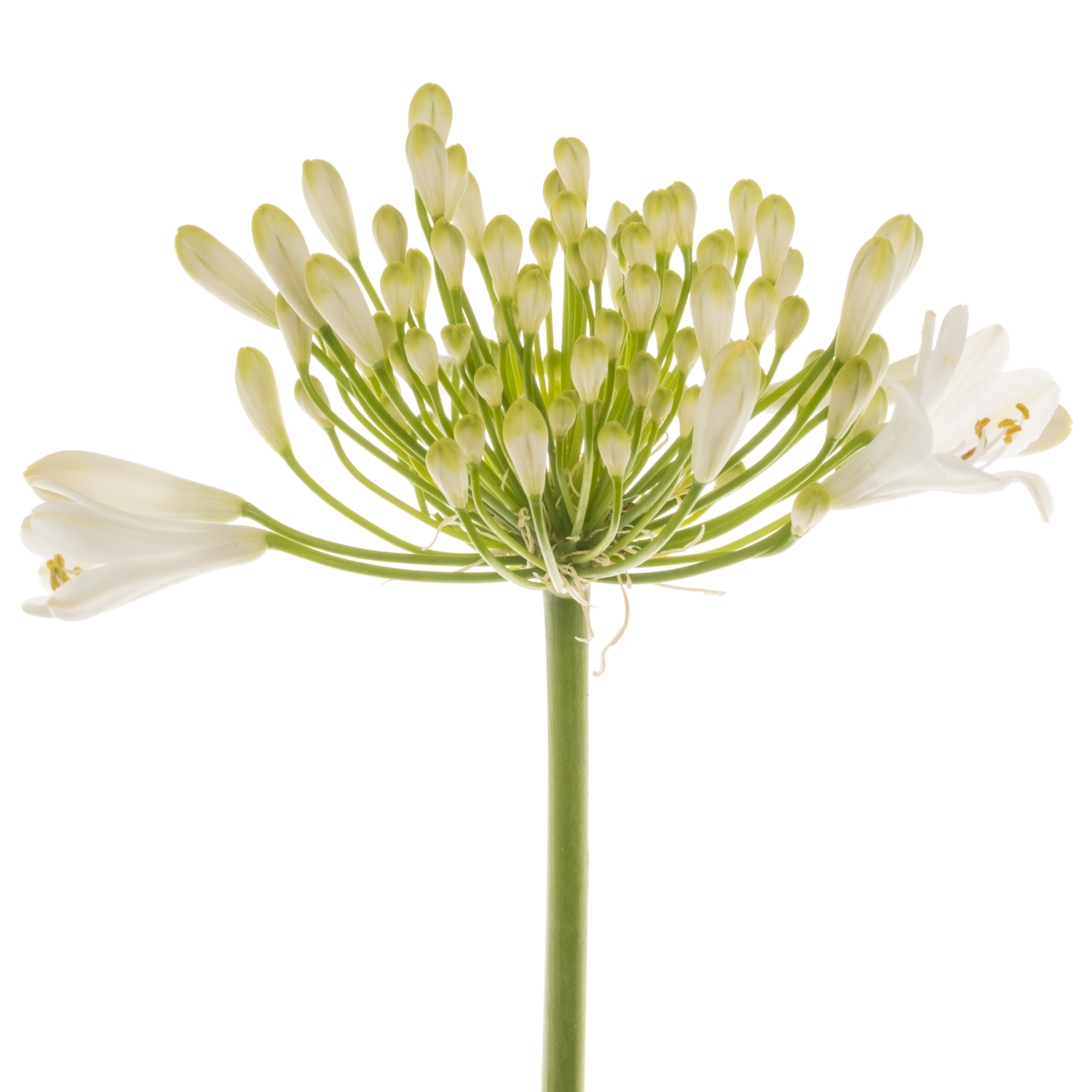 Agapanthus weiss Polar ice 75cm