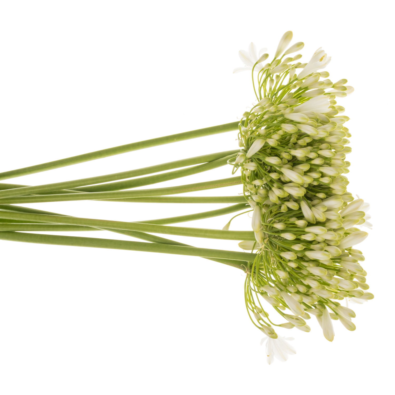 Agapanthus weiss Polar ice 75cm