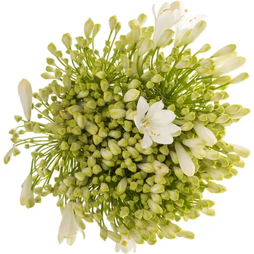 Agapanthus weiss Polar ice 75cm