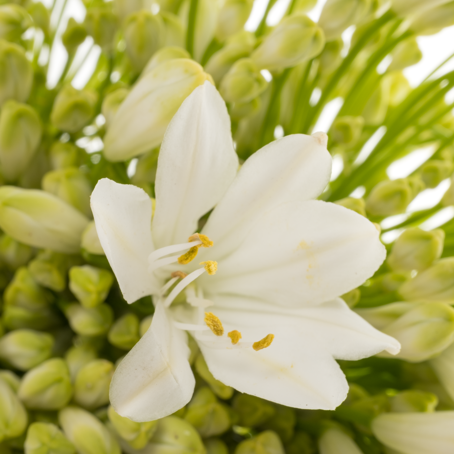 Agapanthus weiss Polar ice 75cm