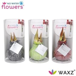Amar.Bol Wachs mix Marble Rohr rote Bl H015