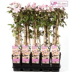 Clematis Mayleen T15 H065