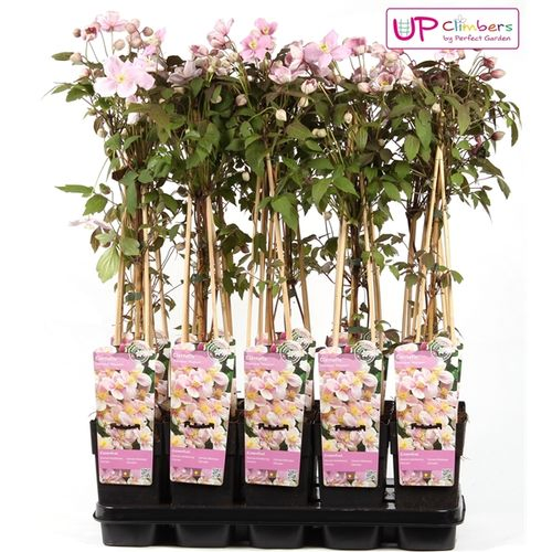 Clematis Mayleen T15 H065