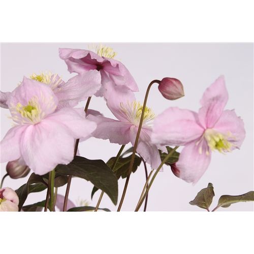 Clematis Mayleen T15 H065