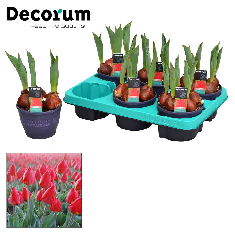 Tulpen 5er rot Red Flair T12 H017