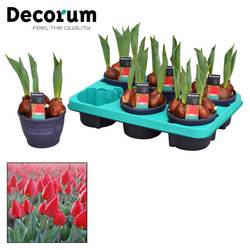 Tulpen 5er rot Red Flair T12 H017