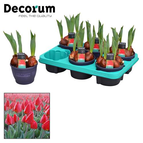 Tulpen 5er rot Red Flair T12 H017