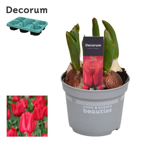 Tulpen 5er rot Red Flair T12 H017