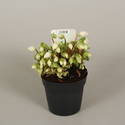Helleb.Verb Beauty 10+ Ohne Bl. T12 H15