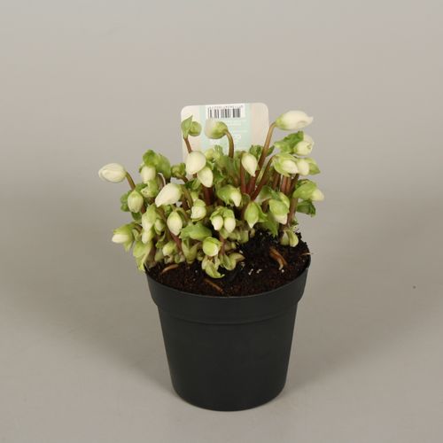 Helleb.Verb Beauty 10+ Ohne Bl. T12 H15