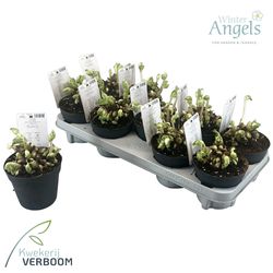 Helleb.Verb Beauty 10+ Ohne Bl. T12 H15