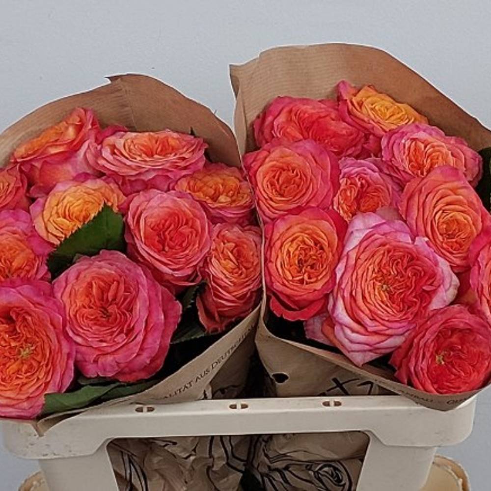 Rose orange/rosa Campari 50cm
