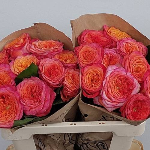 Rose orange/rosa Campari 50cm