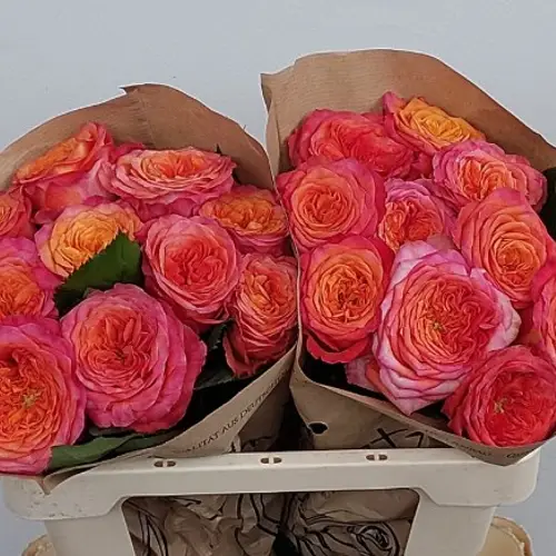 Rose orange/rosa Campari 50cm