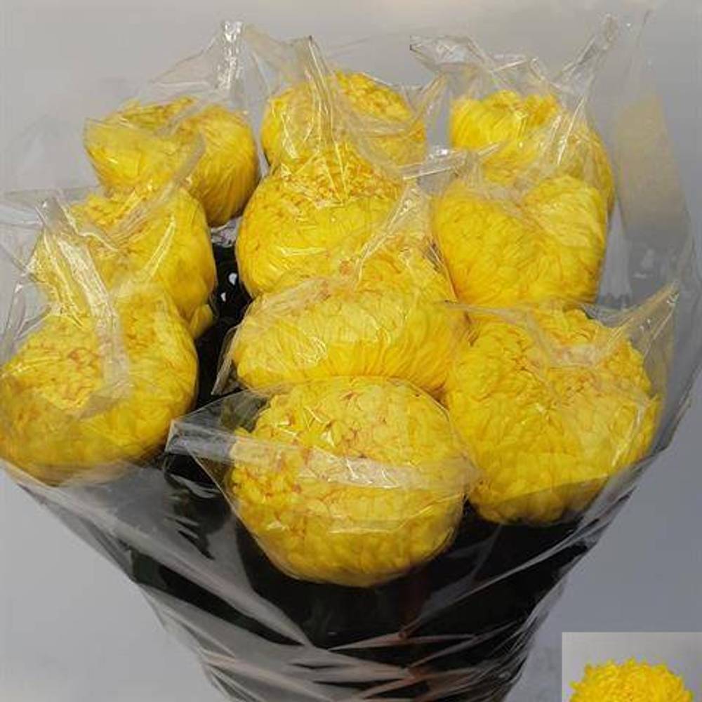 Chrys.Deko gelb Rivalry 125Gramm 80cm