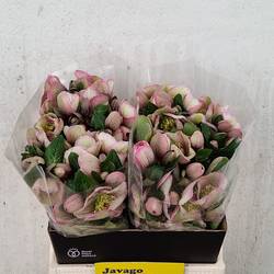 Helleboruslila/rosa Baylis Blush 40cm x15