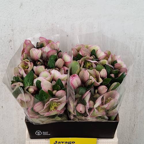 Helleboruslila/rosa Baylis Blush 40cm x15