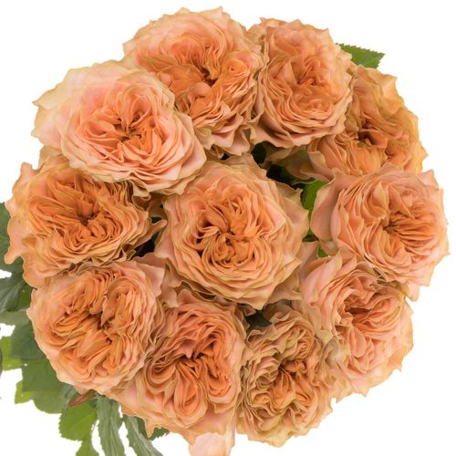 Rose apricot Living Coral gefüllt 70cm 