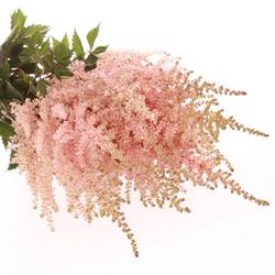 Spirea rosa Europa 60cm
