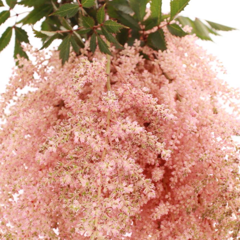 Spirea rosa Europa 60cm