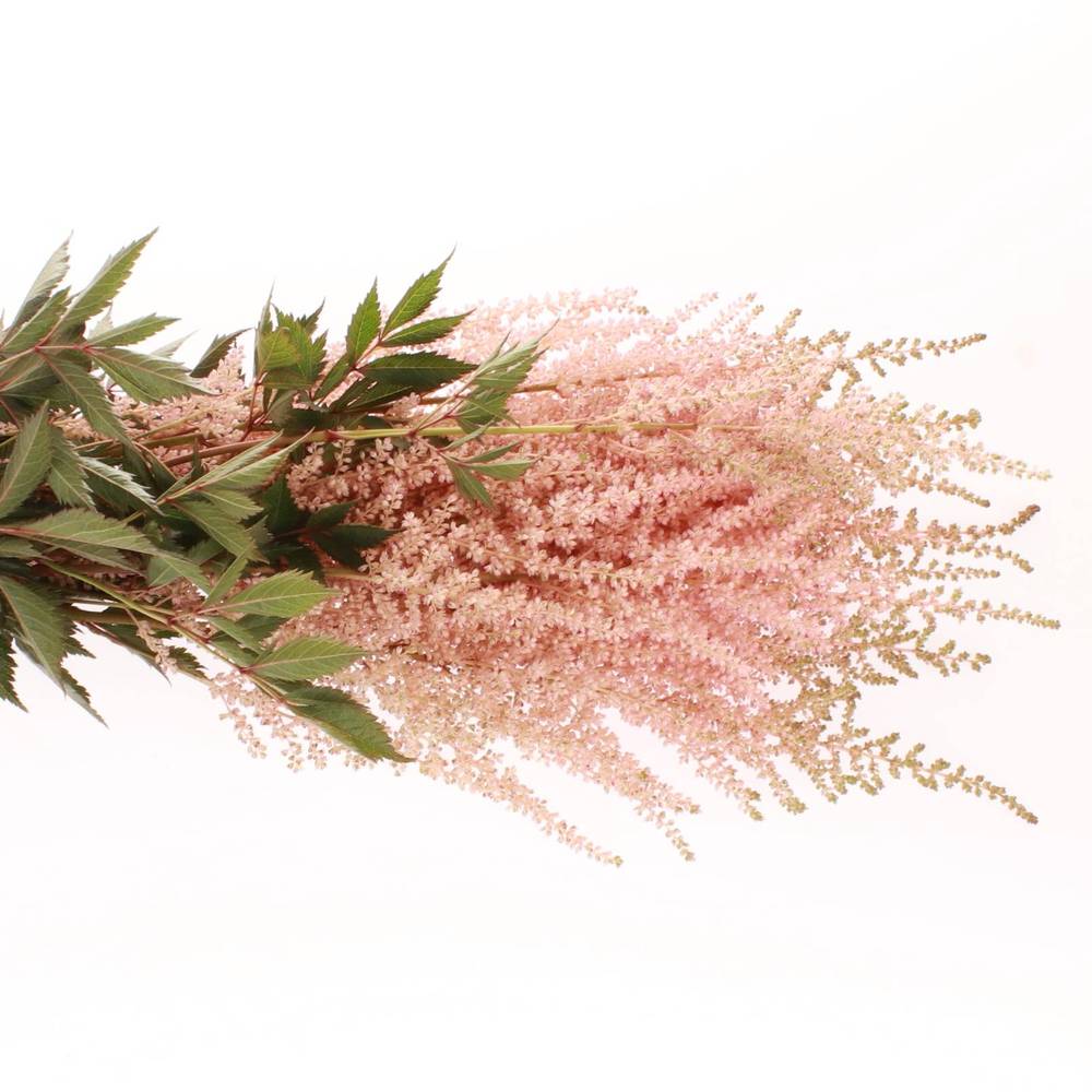 Spirea rosa Europa 60cm