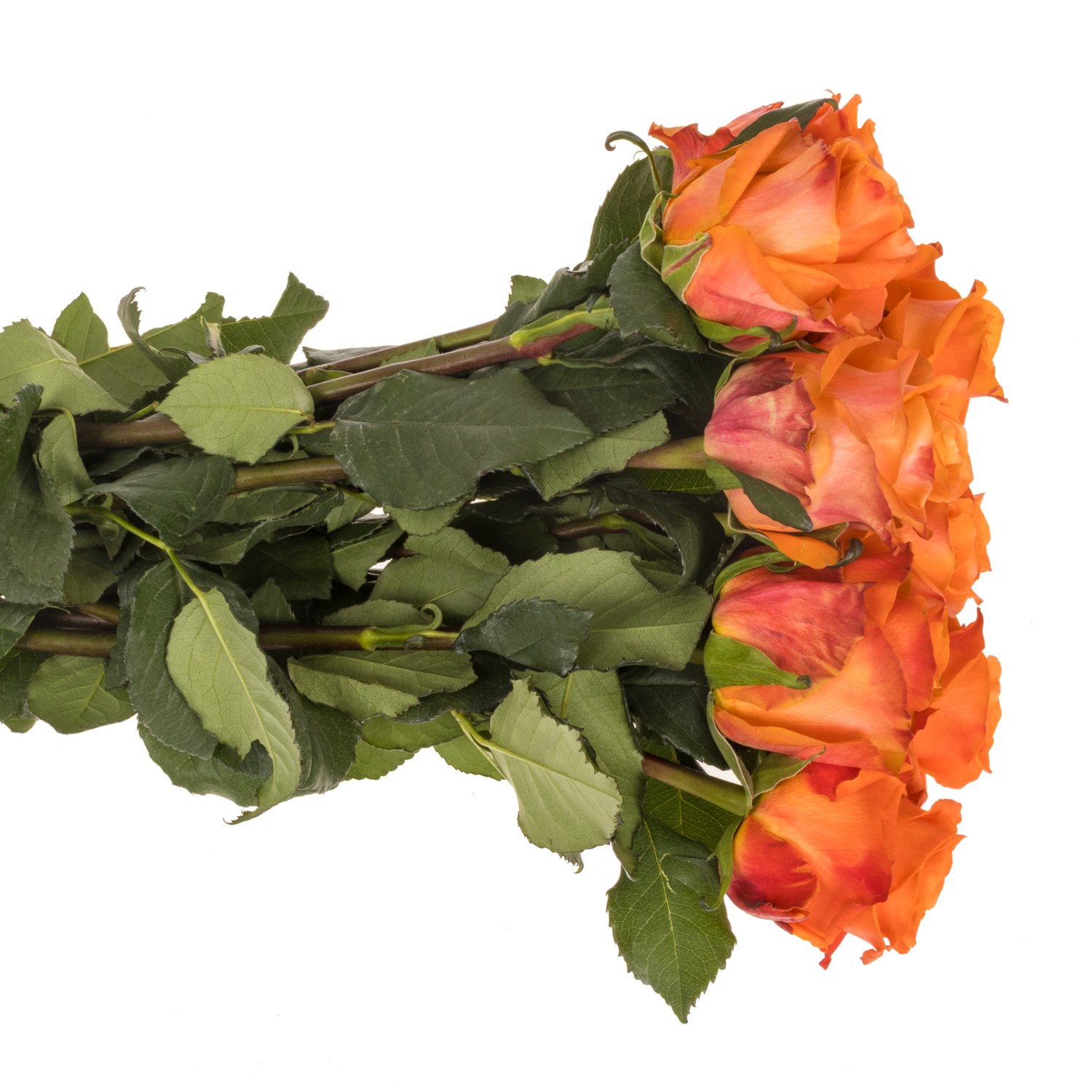 Rose orange On Fire 40cm