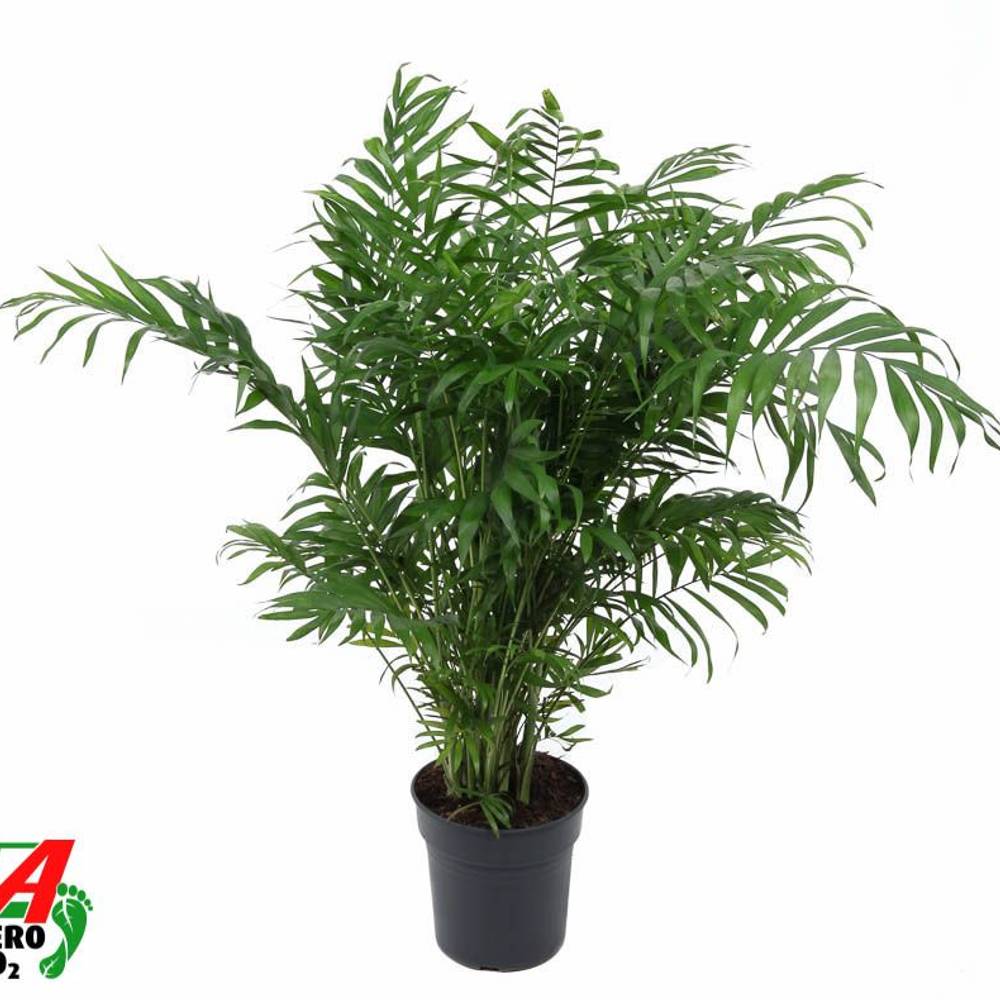 Chamaedorea Elegans T21 H080