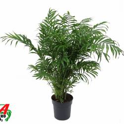 Chamaedorea Elegans T21 H080