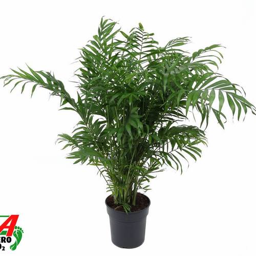 Chamaedorea Elegans T21 H080