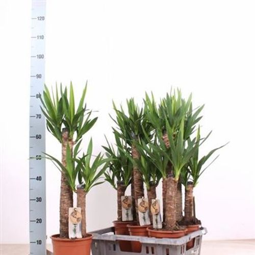 Yucca 60-30 T19 H100 Schnapchen Von Uhr