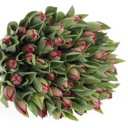 Tulpe rot/lila doppel Presto 28 Gramm