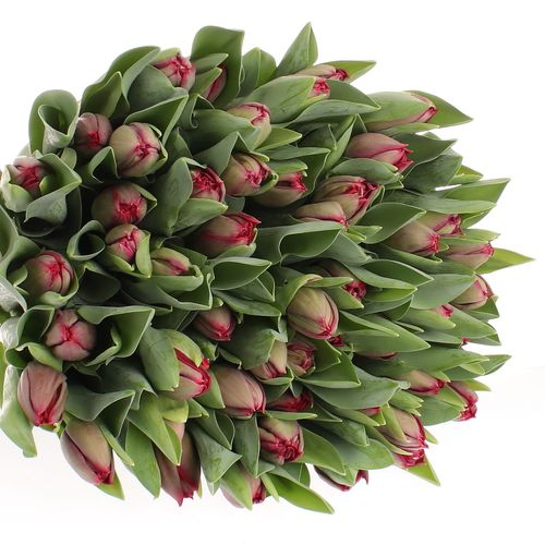 Tulpe rot/lila doppel Presto 28 Gramm